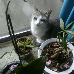 Meet your Posher, Norma